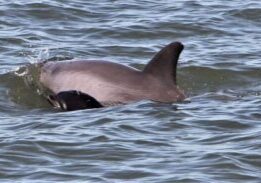 Dolphin Watching Cruise with Donuts