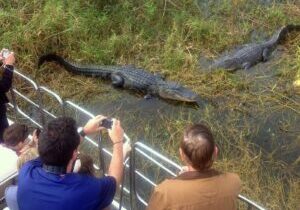 Florida Everglades Airboat Tour and Wild Florida Admission with Optional Lunch