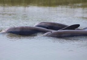 Folly Beach Dolphin Viewing Boat Excursion