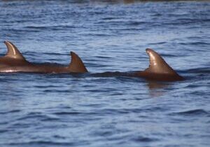 Folly Beach Dolphin Viewing Boat Excursion and Estuary Tour