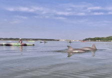 Hilton Head 2-Hour Kayak Dolphin Nature Tour