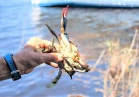 Hilton Head Crabbing Expedition Boat Cruise