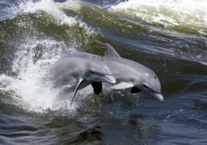 Hilton Head Island Dolphin Nature Cruise