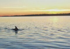 Hilton Head Island Dolphin Watching 3-Course Dinner Cruise