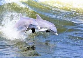 Hilton Head Island Dolphin Watching Nature Cruise