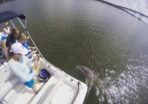 Hilton Head Island Private Dolphin Watching Boat Tour
