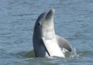 Hilton Head Island Private Dolphin and Nature Tour