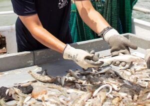 Hilton Head Island Shrimp Trawling Boat Tour