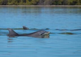 Hilton Head Sunset Dolphin Cruise with Scenic Views