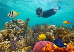 Key West Afternoon Reef Snorkeling with Open Bar