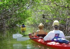 Key West Mangrove Kayak Eco Tour