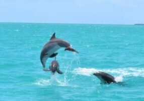 Key West's Favorite Afternoon Dolphin Sail