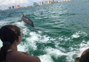 Little Toot Dolphin Adventure at Clearwater Beach