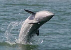 Morning Dolphin Boat Trip to Morris Island
