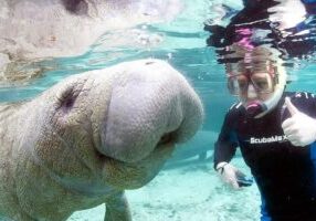 Most Popular 3hr Manatee Swim Tour + In-Water Guide!