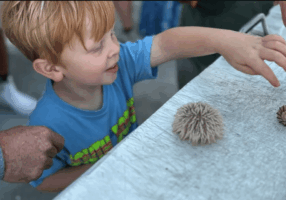 Myrtle Beach Dolphin & Sealife Cruise, Great For All Ages!