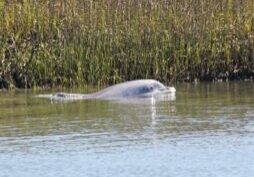 Port Royal Sound Private Boat Charter with Dolphin Watching