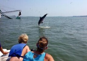 Private Dolphin and Nature Tour of Hilton Head