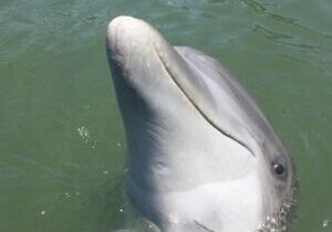 Private Dolphins and Daufuskie Island Stop Tour