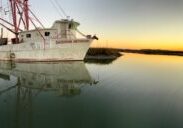 Private Folly River Dolphin Cruise BYOB