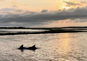 Private Folly River Sunset Dolphin Cruise
