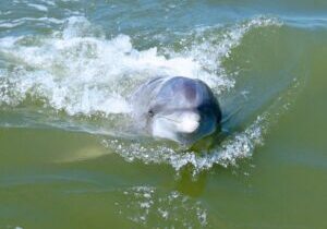Private Hilton Head Dolphin Tour