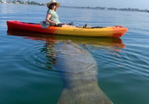Sarasota Mangrove Tunnel Guided Kayak Adventure