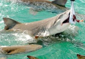 Shark and Wildlife Viewing Adventure in Key West