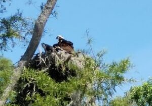 Waccamaw River Nature and Wildlife Tour