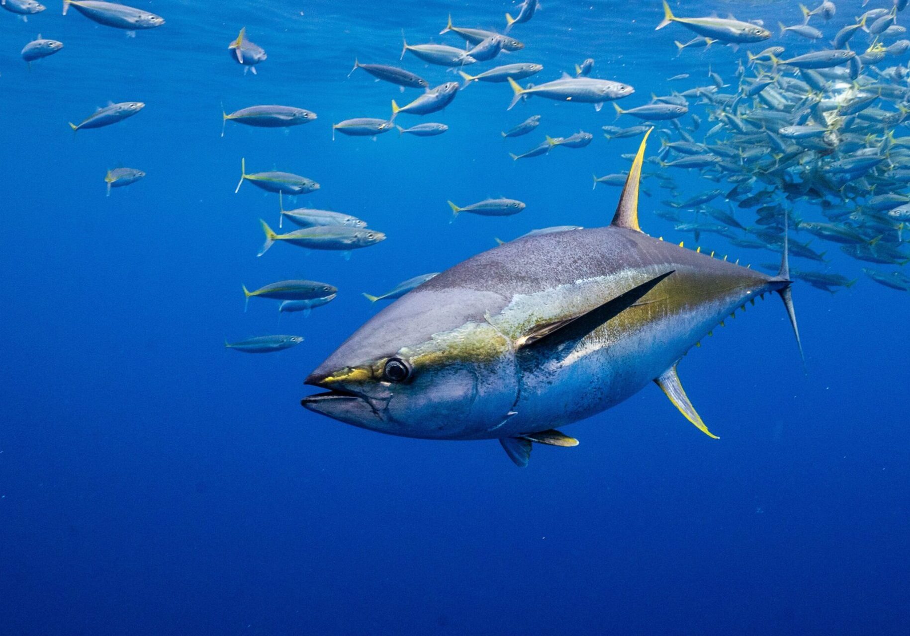 Yellowfin Tuna